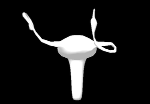 뻐큐하는 3D 자궁.gif